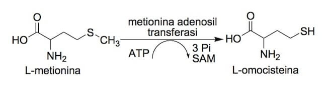 Formazione dell'omocisteina a partire dalla metionina