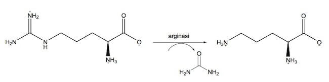 Formazione dell'ornitina