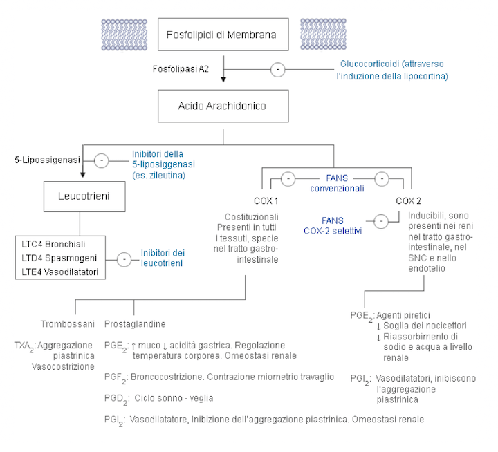 Funzione biologica dell'acido arachidonico