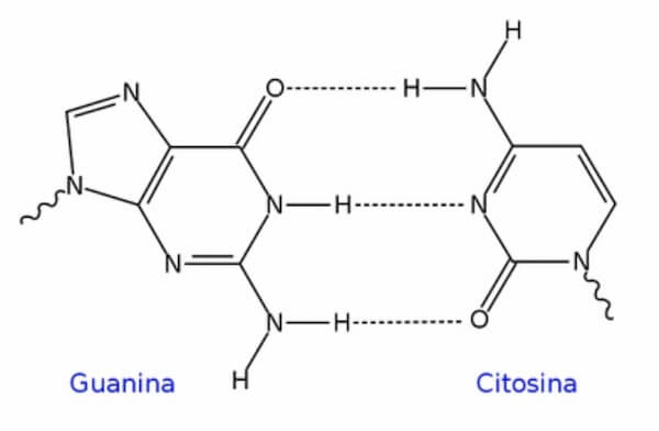 legame a idrogeno tra guanina e citosina