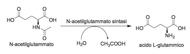 Idrolisi dell'N-acetilglutammato ad acido glutammico