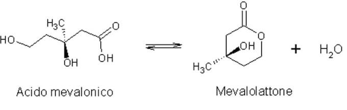 mevalonolattone