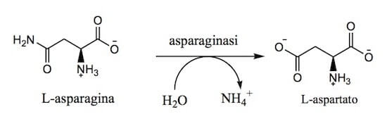 Reazione catalizzata dall'asparaginasi