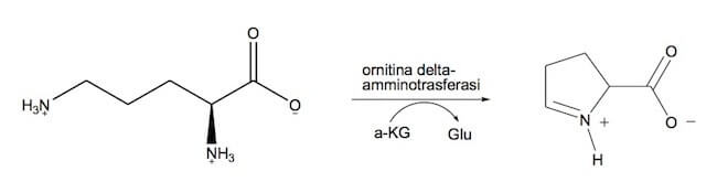 Reazione catalizzata dall'ornitina δ-amminotransferasi