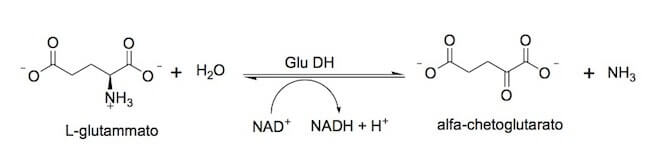 Reazione catalizzata dalla glutammato deidrogenasi