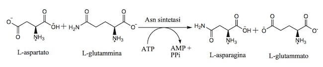 Reazione di ammidazione dell'aspartato