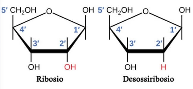 ribosio e desossiribosio