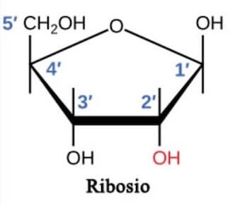 ribosio