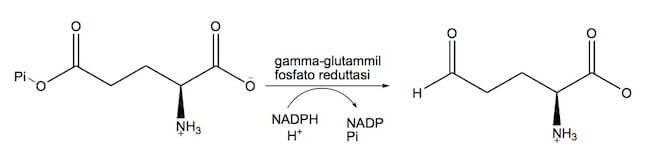 seconda tappa della sintesi della prolina