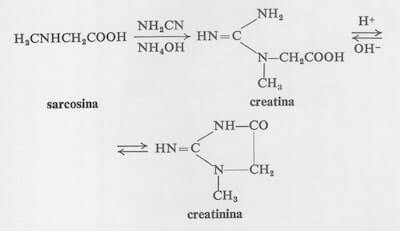 sintesi creatina