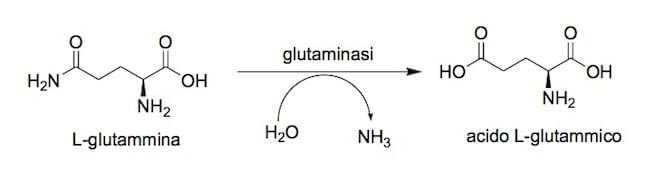 Sintesi dell’acido glutammico a partire dalla glutammina