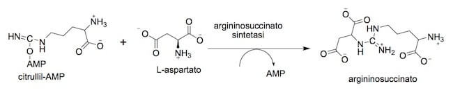 Sintesi dell'argininosuccinato