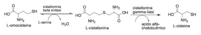 Sintesi della cisteina a partire dall'omocisteina