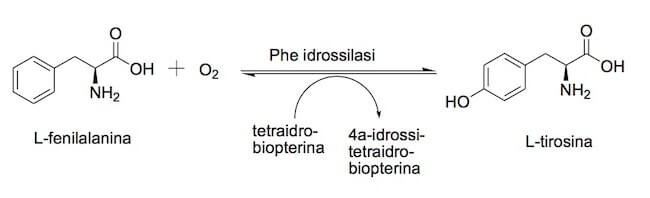 sintesi della tirosina