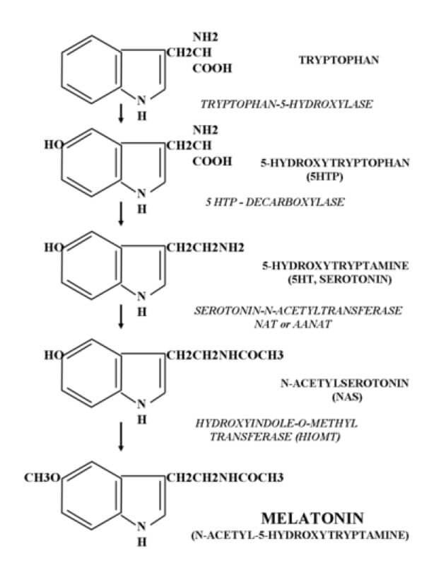 Sintesi di serotonina e melatonina