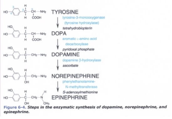 sintesi neurotrasmettitori