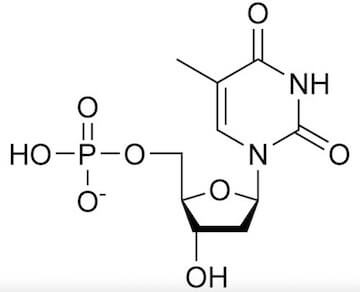 timidina monofosfato