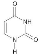 uracile
