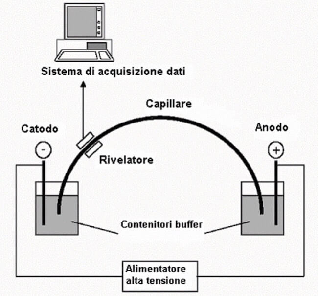 elettroforesi capillare