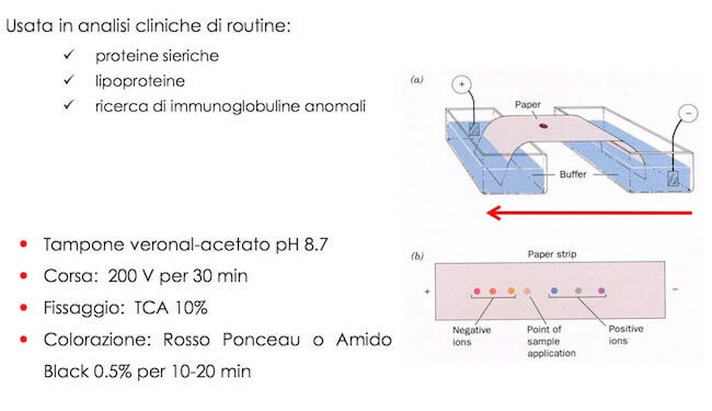 elettroforesi su acetato di cellulosa