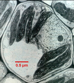 Immagine al microscopio elettronico della cellula di una foglia di mais