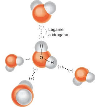 legame a idrogeno nella molecola dell'acqua