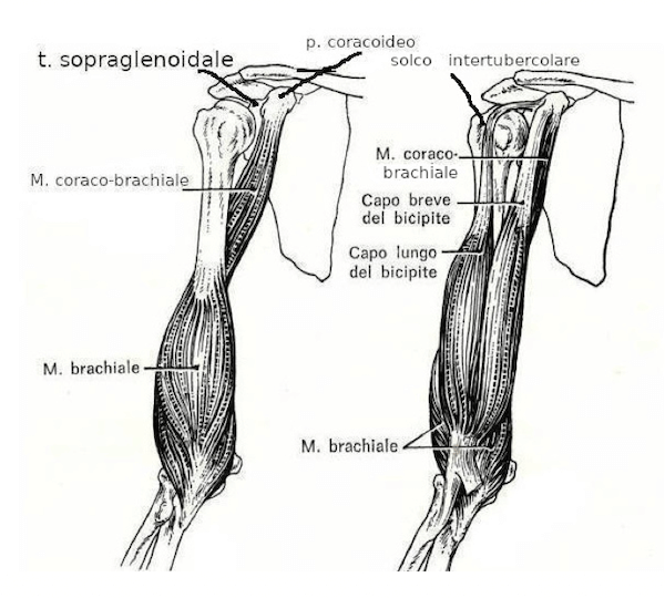Muscoli anteriori del braccio