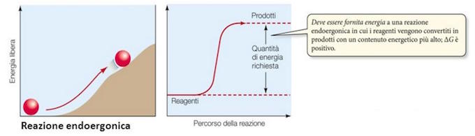 reazione endoergonica