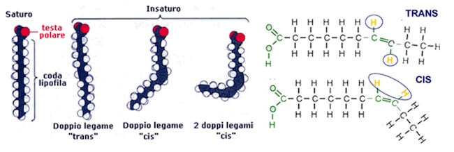 ácidos graxos saturados e insaturados
