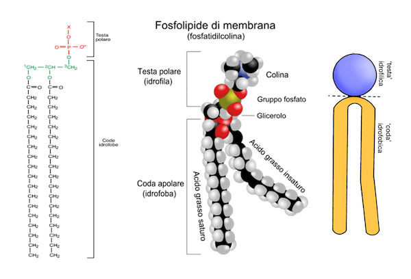Esempio di fosfolipide di membrana