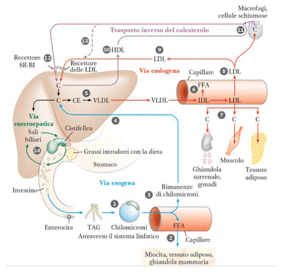 Funzione del colesterolo HDL
