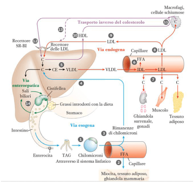 Lipoproteine e trasporto lipidico