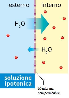 soluzione ipotonica
