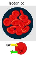 soluzione isotonica globulo rosso