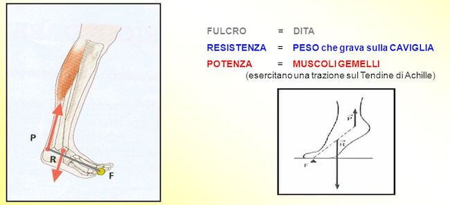 sollevamento sugli avampiedi