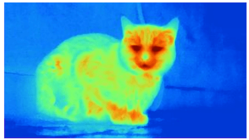 Termoscanner gatto