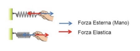 verso della forza elastica