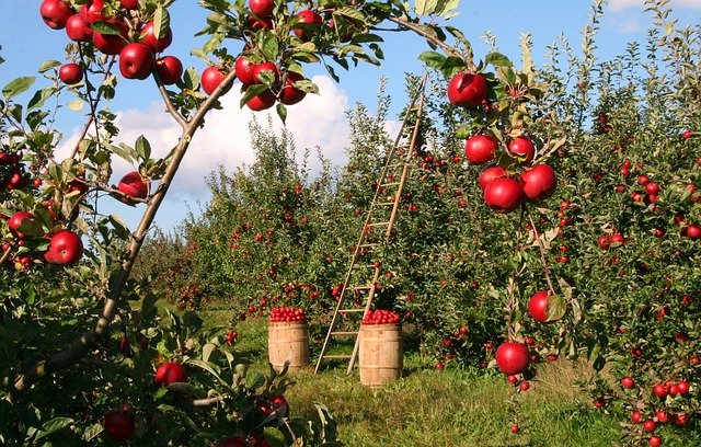 insieme di alberi da frutto