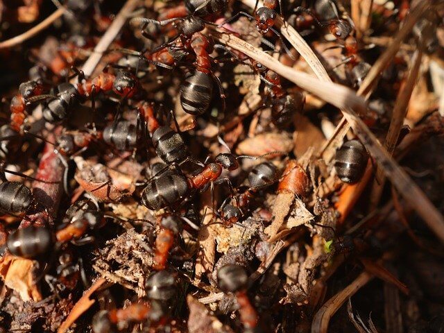 Insieme di formiche