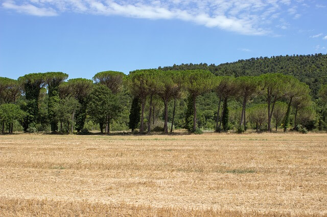 Insieme di querce
