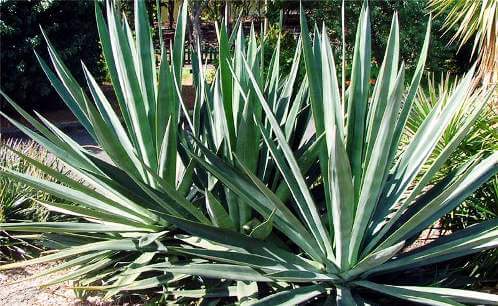 Agave sisalana