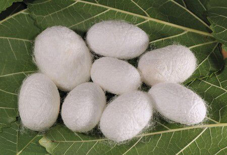 bozzoli seta