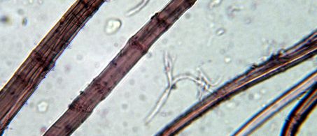 fibra della canapa al microscopio