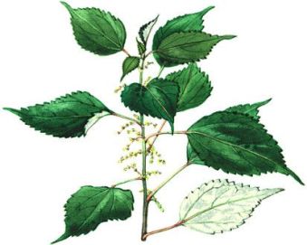 ramiè