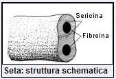 struttura seta