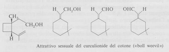 attrattivo sessuale del curculionide del cotone