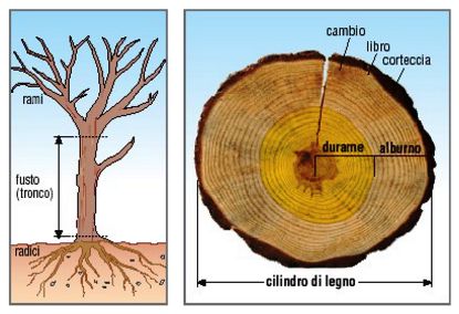 caratteristiche del trondo di un albero