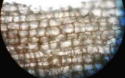 Cellule di sughero al microscopio
