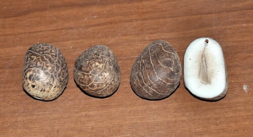 noce di tagua