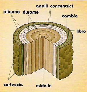 Risultati immagini per sezione fusto albero